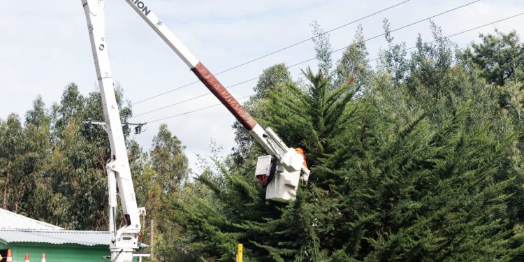 Plan Invierno: LuzLinares lanza manual para prevenir accidentes por caída de árboles y refuerza trabajos preventivos