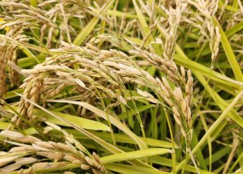 Nueva variedad de arroz chileno impulsa ahorro de agua y sostenibilidad en el centro sur