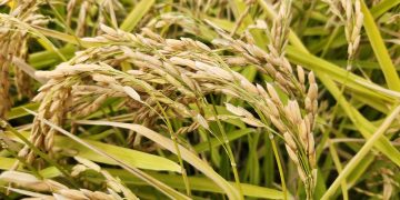 Nueva variedad de arroz chileno impulsa ahorro de agua y sostenibilidad en el centro sur