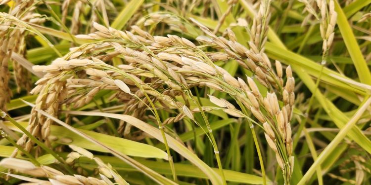 Nueva variedad de arroz chileno impulsa ahorro de agua y sostenibilidad en el centro sur