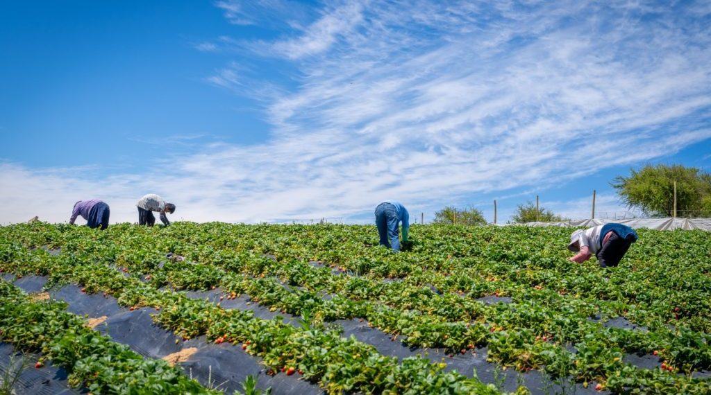 Ministerio de Agricultura transfiere $13 mil millones en apoyo a agricultores ante el alza de precios en insumos