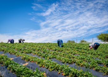 Ministerio de Agricultura transfiere $13 mil millones en apoyo a agricultores ante el alza de precios en insumos