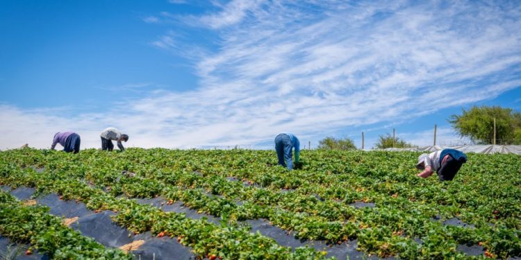 Ministerio de Agricultura transfiere $13 mil millones en apoyo a agricultores ante el alza de precios en insumos
