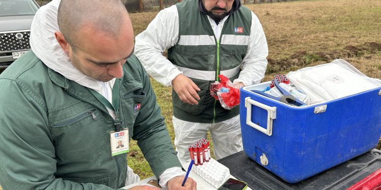 SAG destaca trabajo realizado en Brucelosis Bovina al ser provisionalmente libres de la enfermedad
