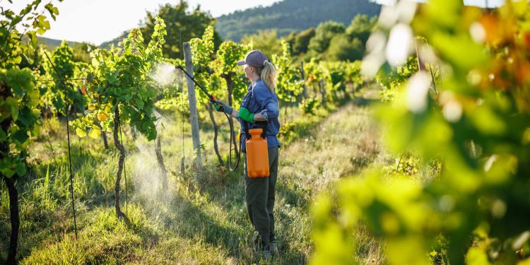 Estudian la posible asociación entre exposición a plaguicidas y cáncer de mama en mujeres rurales del Maule