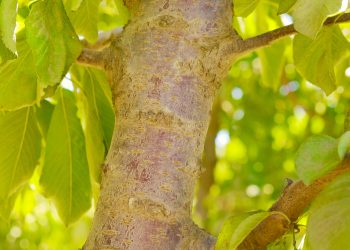 Hongos “buenos” vs. Hongos “malos”: el mundo agro nacional se prepara para la temporada otoño-invierno