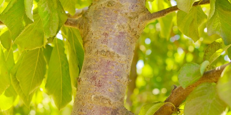 Hongos “buenos” vs. Hongos “malos”: el mundo agro nacional se prepara para la temporada otoño-invierno