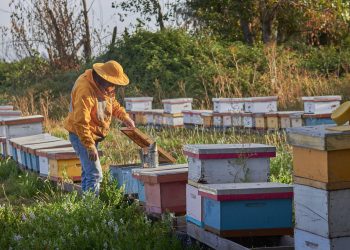 Seminario abordará avances y desafíos de la nueva Ley Apícola en Talca