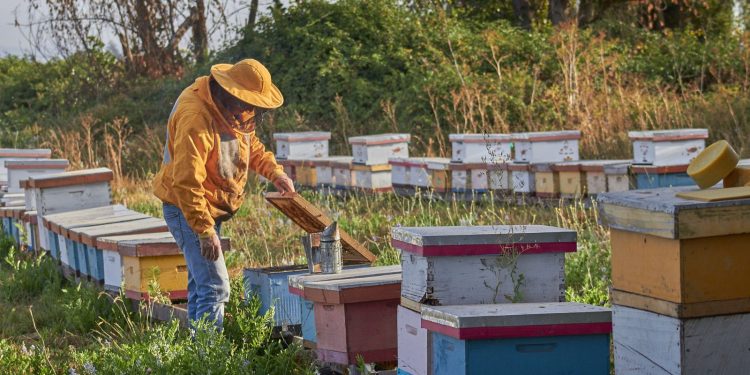 Seminario abordará avances y desafíos de la nueva Ley Apícola en Talca