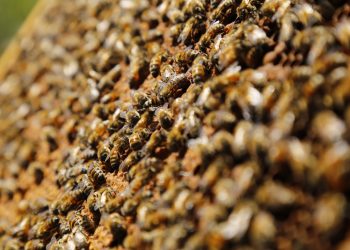 Se inició obligación de avisar la aplicación de plaguicidas Moderadamente Tóxicos para las abejas