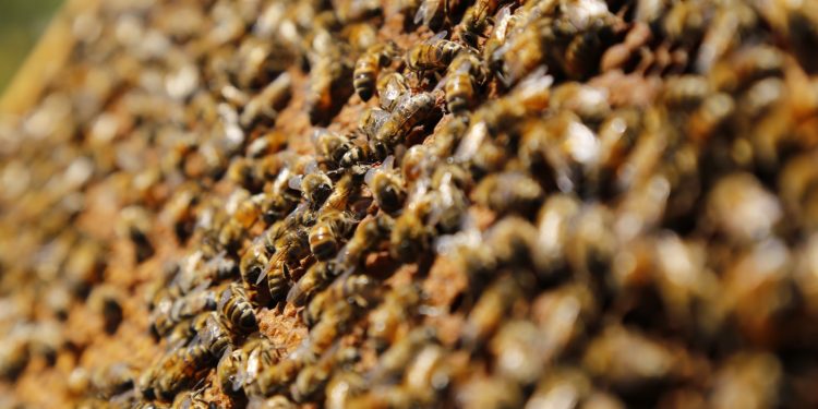 Se inició obligación de avisar la aplicación de plaguicidas Moderadamente Tóxicos para las abejas