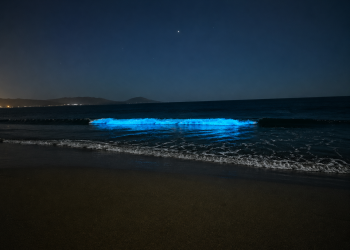 Guanaqueros se ilumina de azul: el fenómeno natural que sorprende y atrae miradas