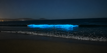 Guanaqueros se ilumina de azul: el fenómeno natural que sorprende y atrae miradas