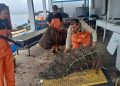 Hasta $15 millones por proyecto financia el Indespa para apoyar a pequeños cultivos de ostras, choritos o truchas que están comenzando sus operaciones 