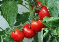 Ministerio de Agricultura llama a agricultores y ganaderos a contratar a tiempo los seguros agropecuarios para resguardar la producción del sector