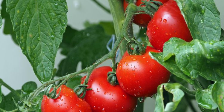 Ministerio de Agricultura llama a agricultores y ganaderos a contratar a tiempo los seguros agropecuarios para resguardar la producción del sector