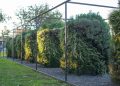 Biofiltración basada en microorganismos y vegetación transforman la calefacción a leña en combustión limpia