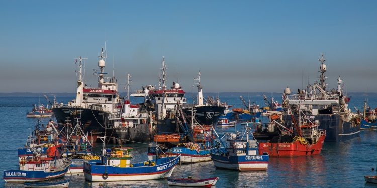 Pescadores Industriales del Biobío despliegan esfuerzos para “encontrar” el jurel y manifiestan preocupación por efectos económicos y laborales
