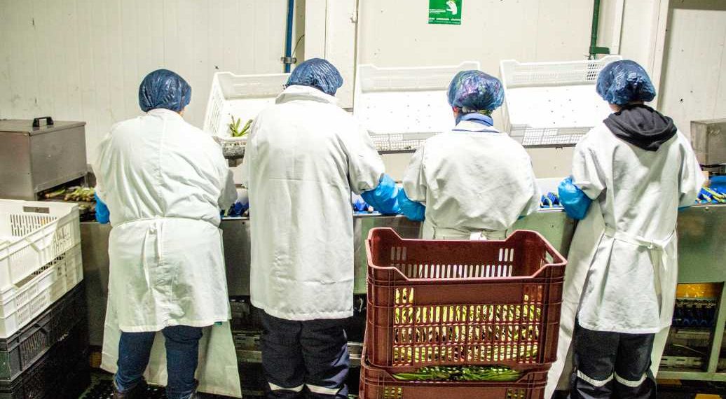 Sector agrícola marca fuerte caída en el empleo regional