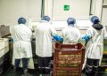 Sector agrícola marca fuerte caída en el empleo regional