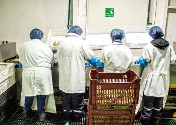 Sector agrícola marca fuerte caída en el empleo regional