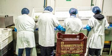 Sector agrícola marca fuerte caída en el empleo regional
