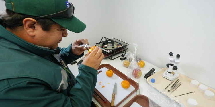 Llaman a cuidar nuestro patrimonio fitosanitario evitando el ingreso de productos no autorizados al país