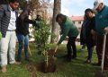 Plaza de Armas de Talca vuelve a tener peumos: ahora serán dos nuevos árboles para las futuras generaciones