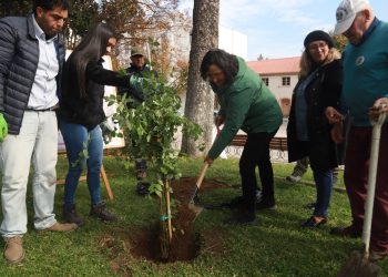 Plaza de Armas de Talca vuelve a tener peumos: ahora serán dos nuevos árboles para las futuras generaciones