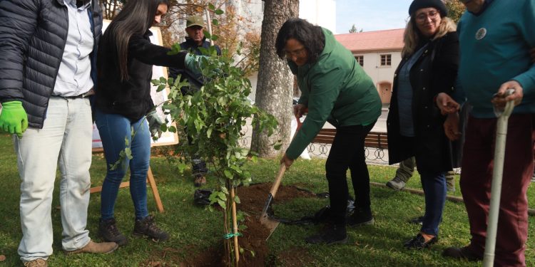 Plaza de Armas de Talca vuelve a tener peumos: ahora serán dos nuevos árboles para las futuras generaciones