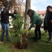 Plaza de Armas de Talca vuelve a tener peumos: ahora serán dos nuevos árboles para las futuras generaciones