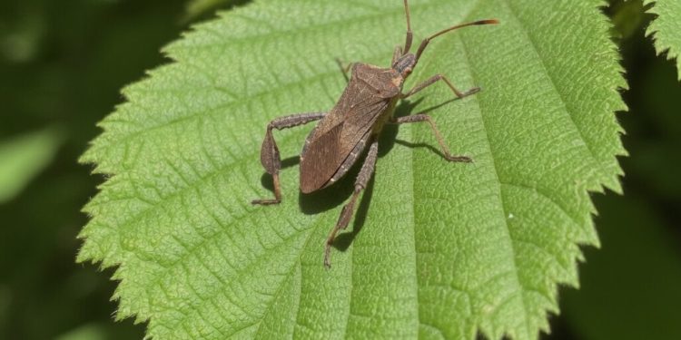 Explorarán uso de ecología química para enfrentar plagas emergentes en huertos orgánicos de arándanos