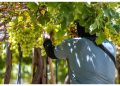 Innovación biotecnológica de la UCM redujo en 71% la pudrición de fruta en envíos de exportación