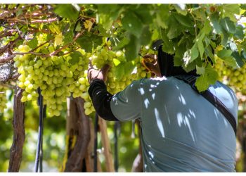 Innovación biotecnológica de la UCM redujo en 71% la pudrición de fruta en envíos de exportación