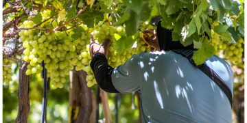 Innovación biotecnológica de la UCM redujo en 71% la pudrición de fruta en envíos de exportación