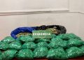 Decomisan 18 kilos de hojas de coca en centro de Talca: 2 detenidas