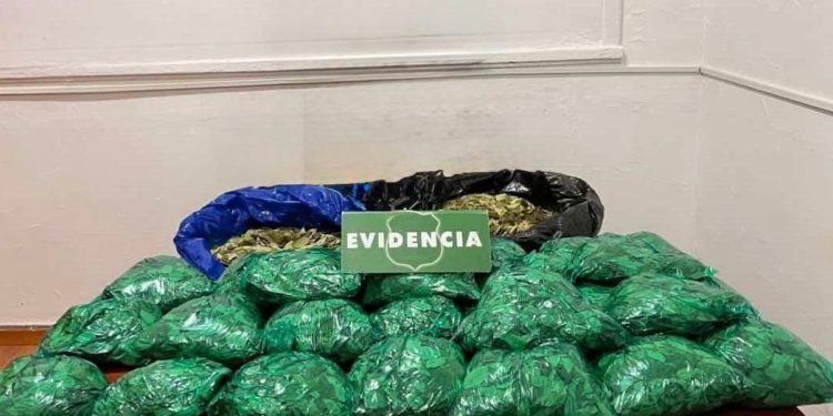 Decomisan 18 kilos de hojas de coca en centro de Talca: 2 detenidas