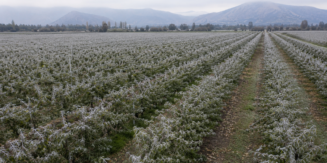 Tecnología para prevenir y controlar las heladas en la agricultura