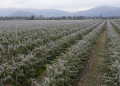 Tecnología para prevenir y controlar las heladas en la agricultura