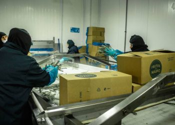 Empleo joven en el Maule evidencia menor participación laboral y brechas salariales