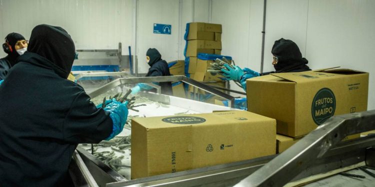 Empleo joven en el Maule evidencia menor participación laboral y brechas salariales