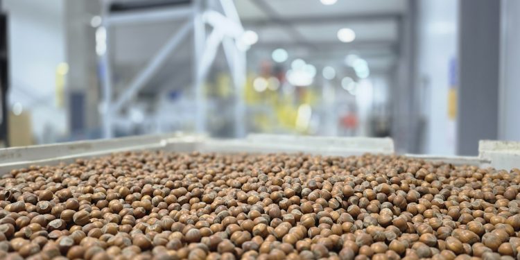 Nefuen y Grupo Hijuelas inauguran en Osorno la planta de procesamiento de avellano más austral del mundo