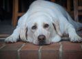 33% de los perros en Chile con sobrepeso: expertos explican los riesgos y cómo reforzar hábitos caninos
