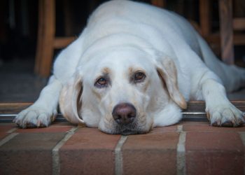 33% de los perros en Chile con sobrepeso: expertos explican los riesgos y cómo reforzar hábitos caninos