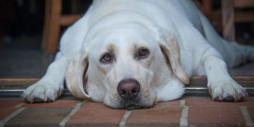 33% de los perros en Chile con sobrepeso: expertos explican los riesgos y cómo reforzar hábitos caninos