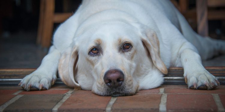 33% de los perros en Chile con sobrepeso: expertos explican los riesgos y cómo reforzar hábitos caninos