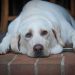 33% de los perros en Chile con sobrepeso: expertos explican los riesgos y cómo reforzar hábitos caninos