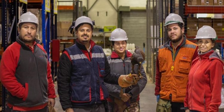 Rentokil Chile Impulsa la cetrería como control de plagas biológico y sostenible