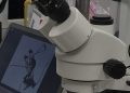 Pasantía doctoral internacional revela una nueva y rara especie de avispa
