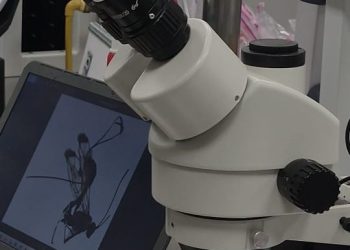 Pasantía doctoral internacional revela una nueva y rara especie de avispa
